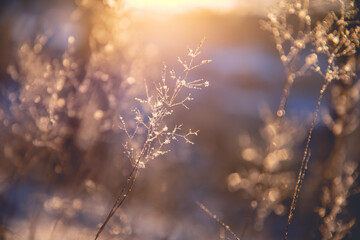 国产斯泰拉纺车轮和阿布哪个好